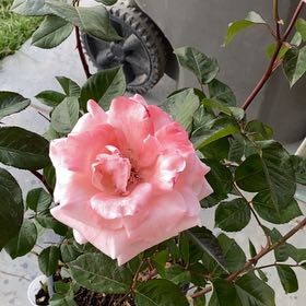 Photo of the plant species Grandiflora Rose by @Iwishyouroses named Doja Cat on Greg, the plant care app