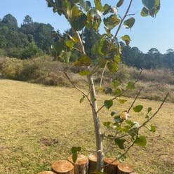 Bodhi Tree plant