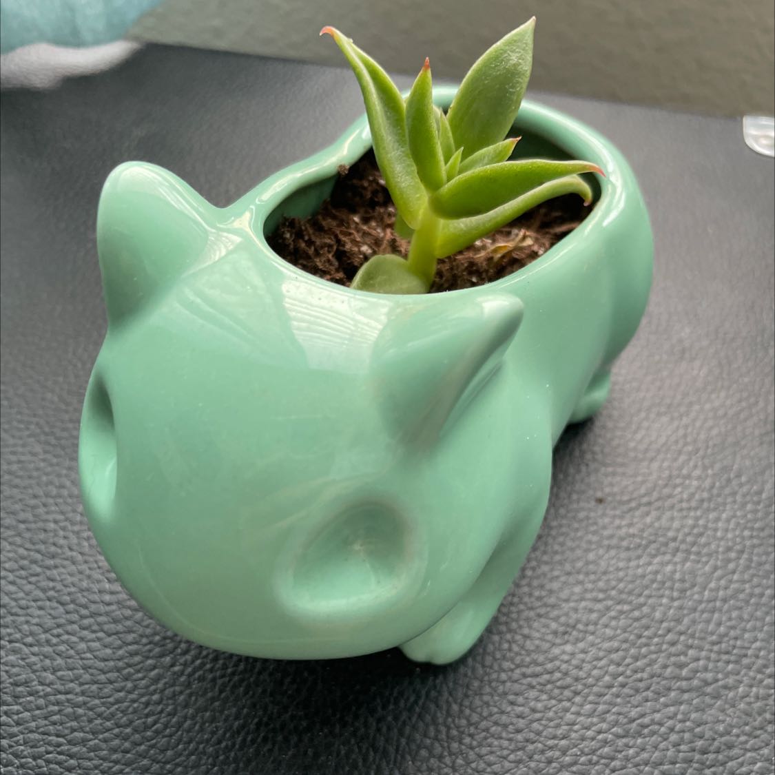 Succulent plant in a small, animal-shaped ceramic pot with visible soil.