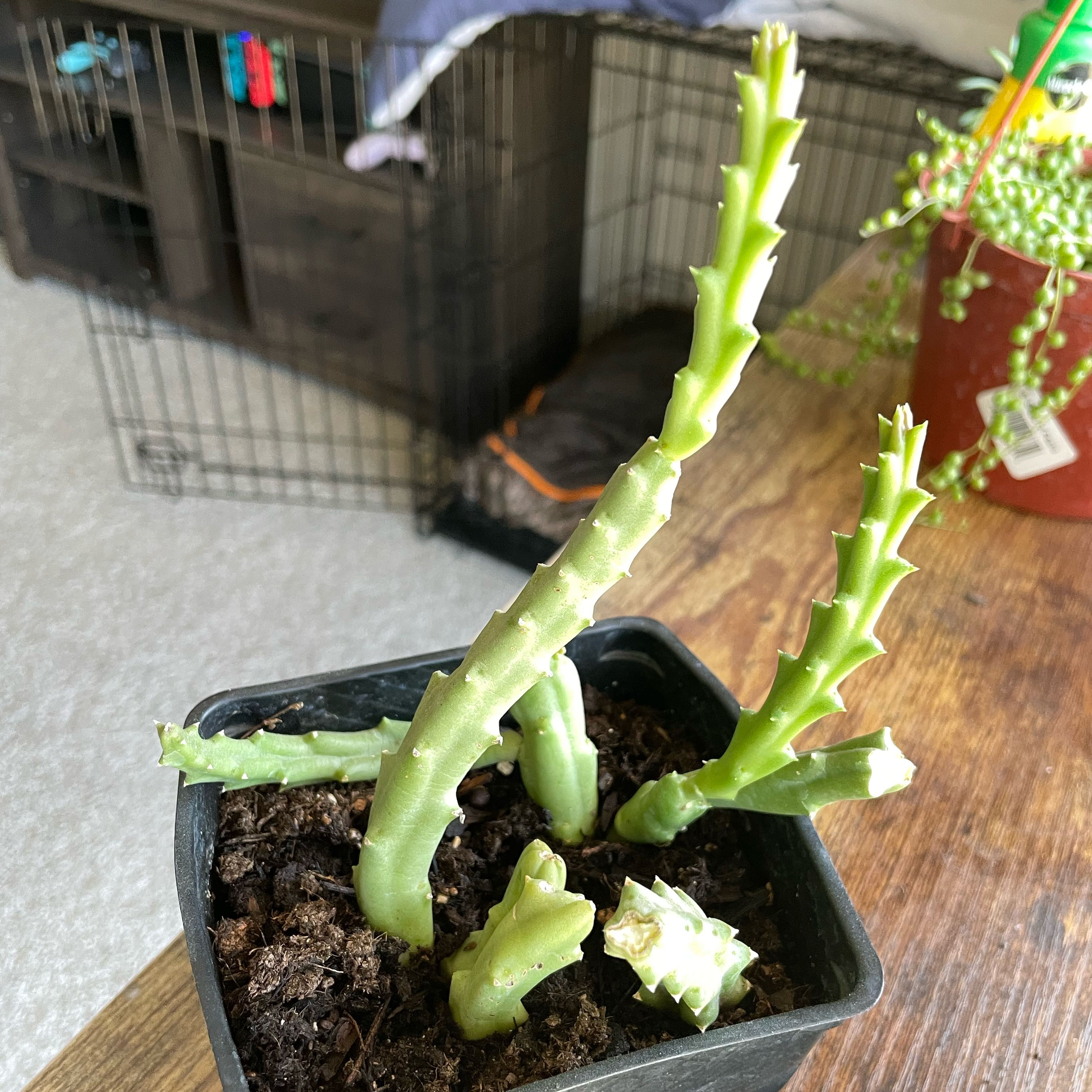 Potted Stapelia Planiflora Jacq. succulent with green stems, visible soil, and household background.