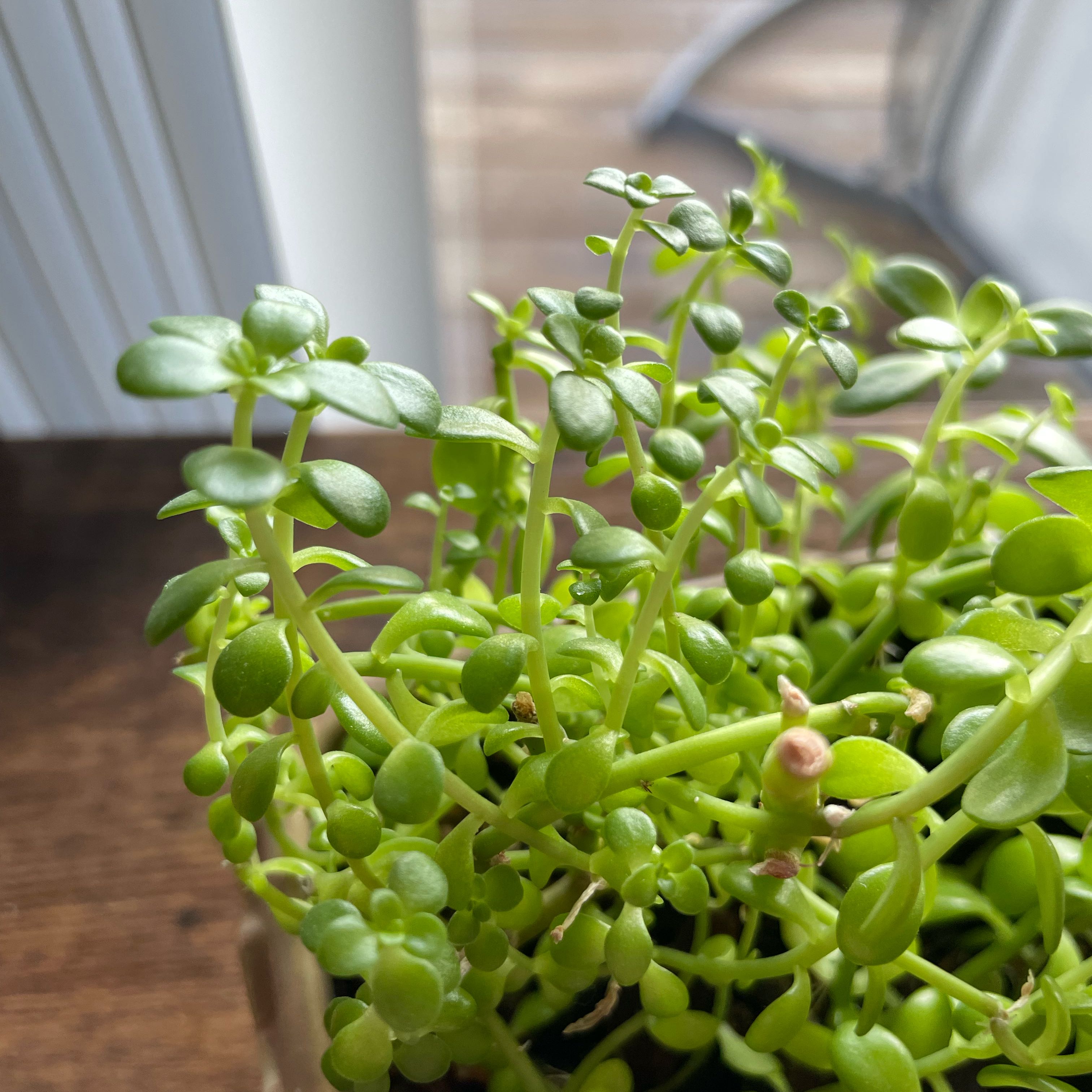 Photo of the plant species Sedum cepaea by @theycallmedrizz named Planty on Greg, the plant care app