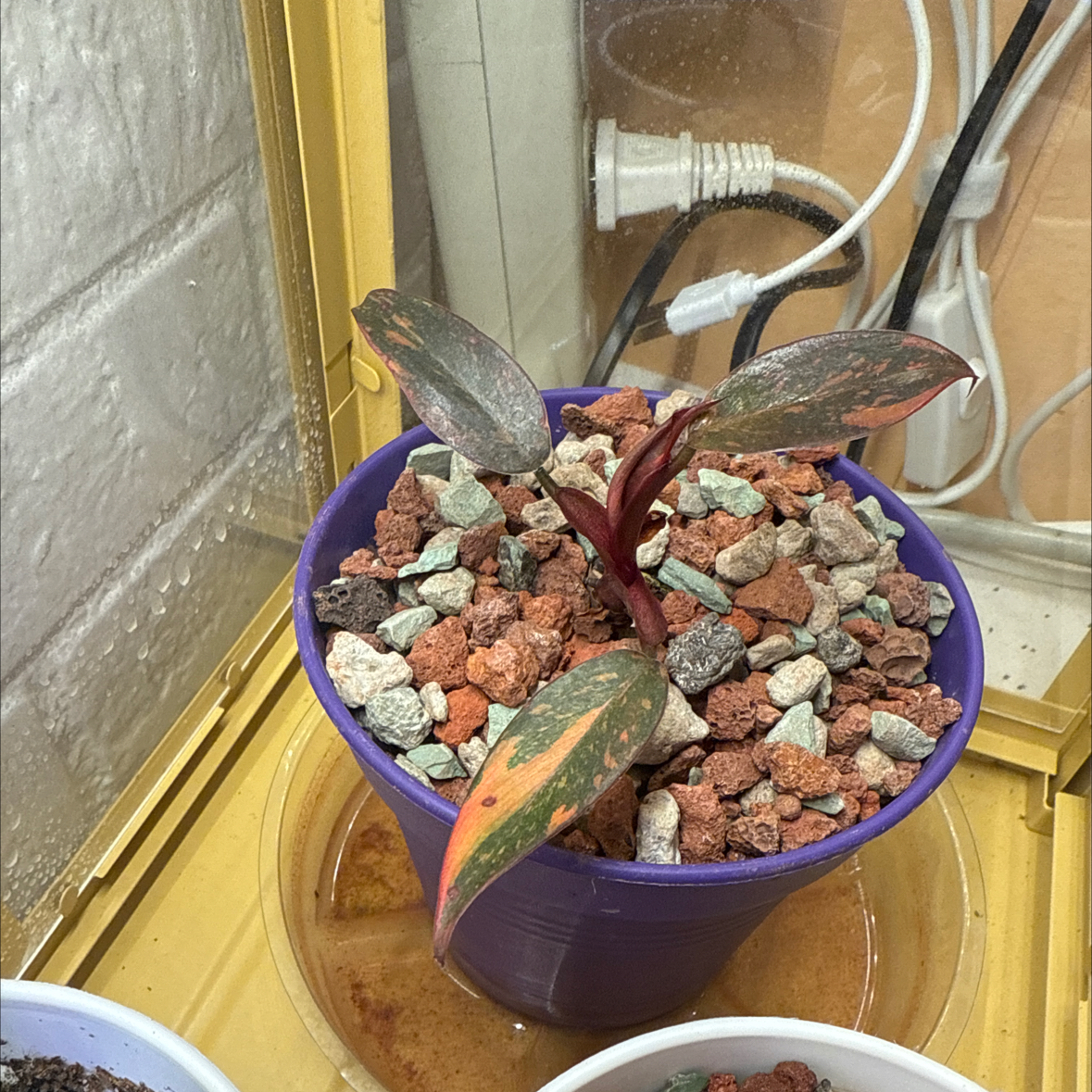 Photo of the plant species Philodendron 'Orange Princess' by @Theclaudsterr named Kate on Greg, the plant care app