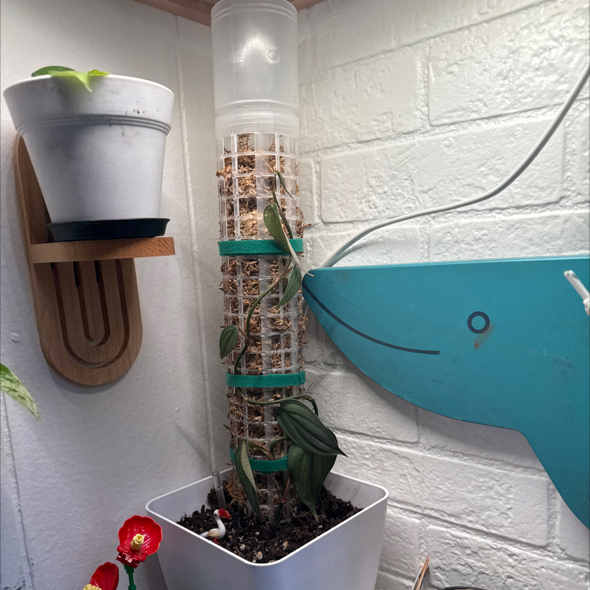 Photo of the plant species Philodendron Burle Marx Fantasy by @Theclaudsterr named Harpo on Greg, the plant care app