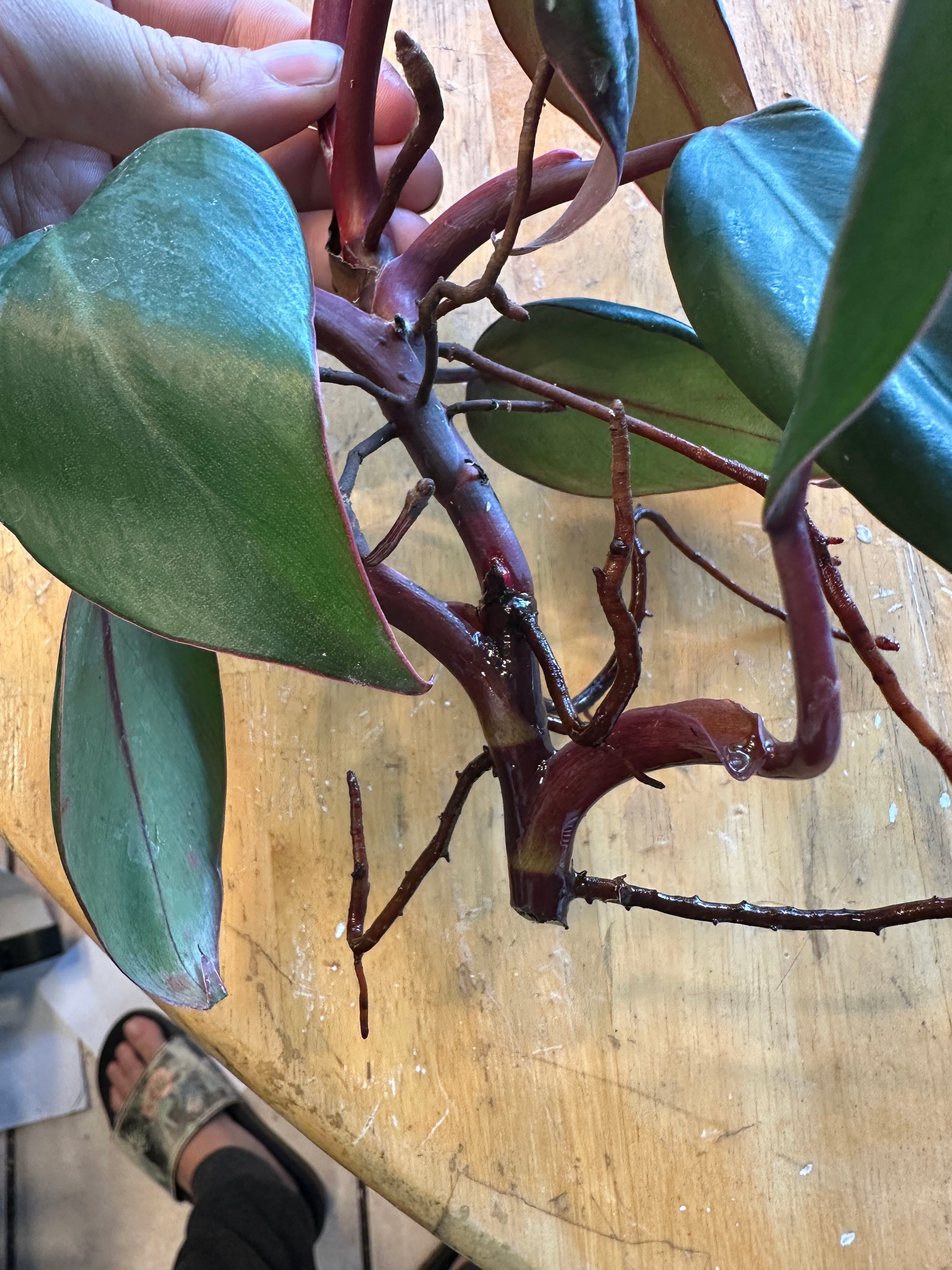 Optimal Hardiness Zones for Philodendron 'Pluto' 9b11b