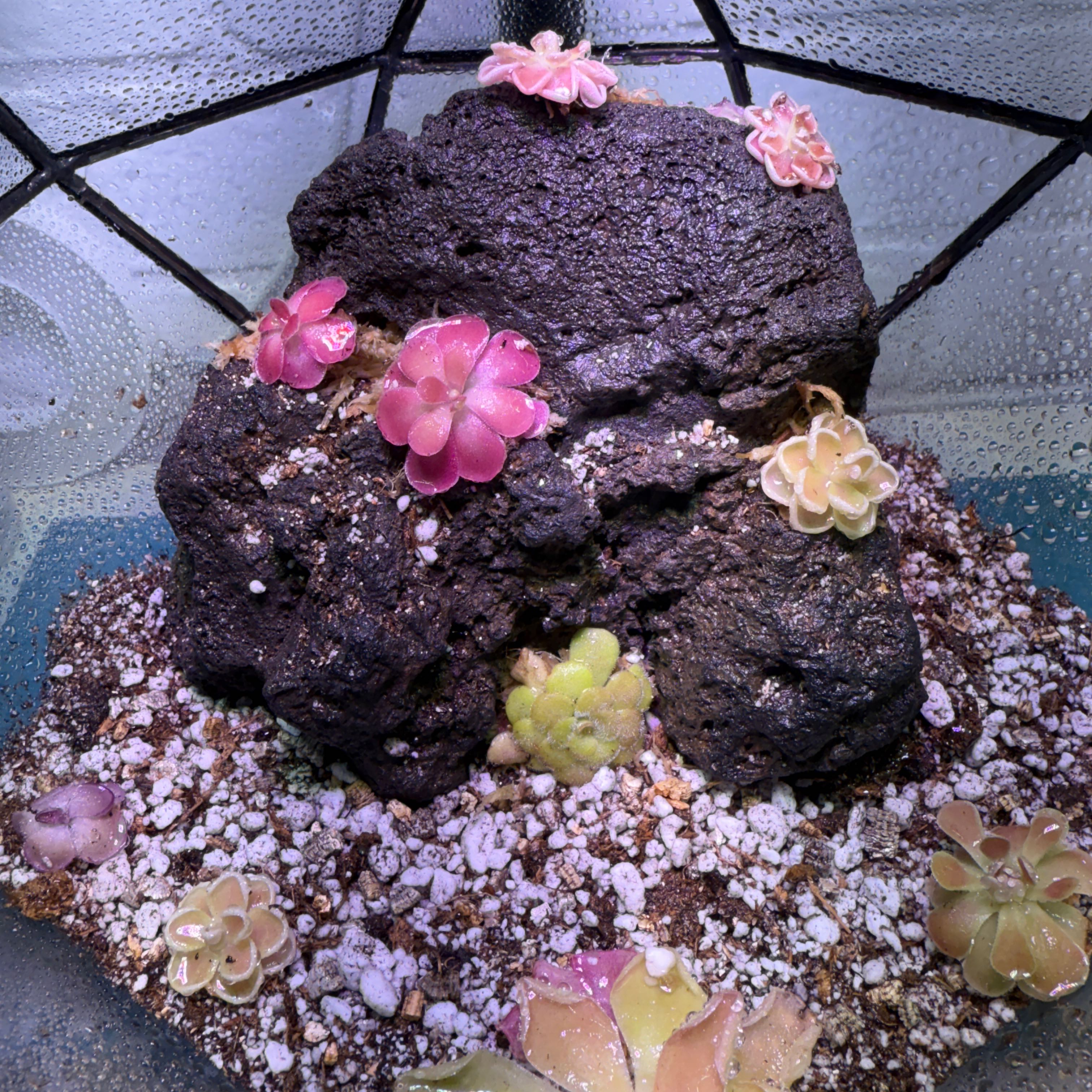 Plant care for Utricularia costata on Greg, the plant care app