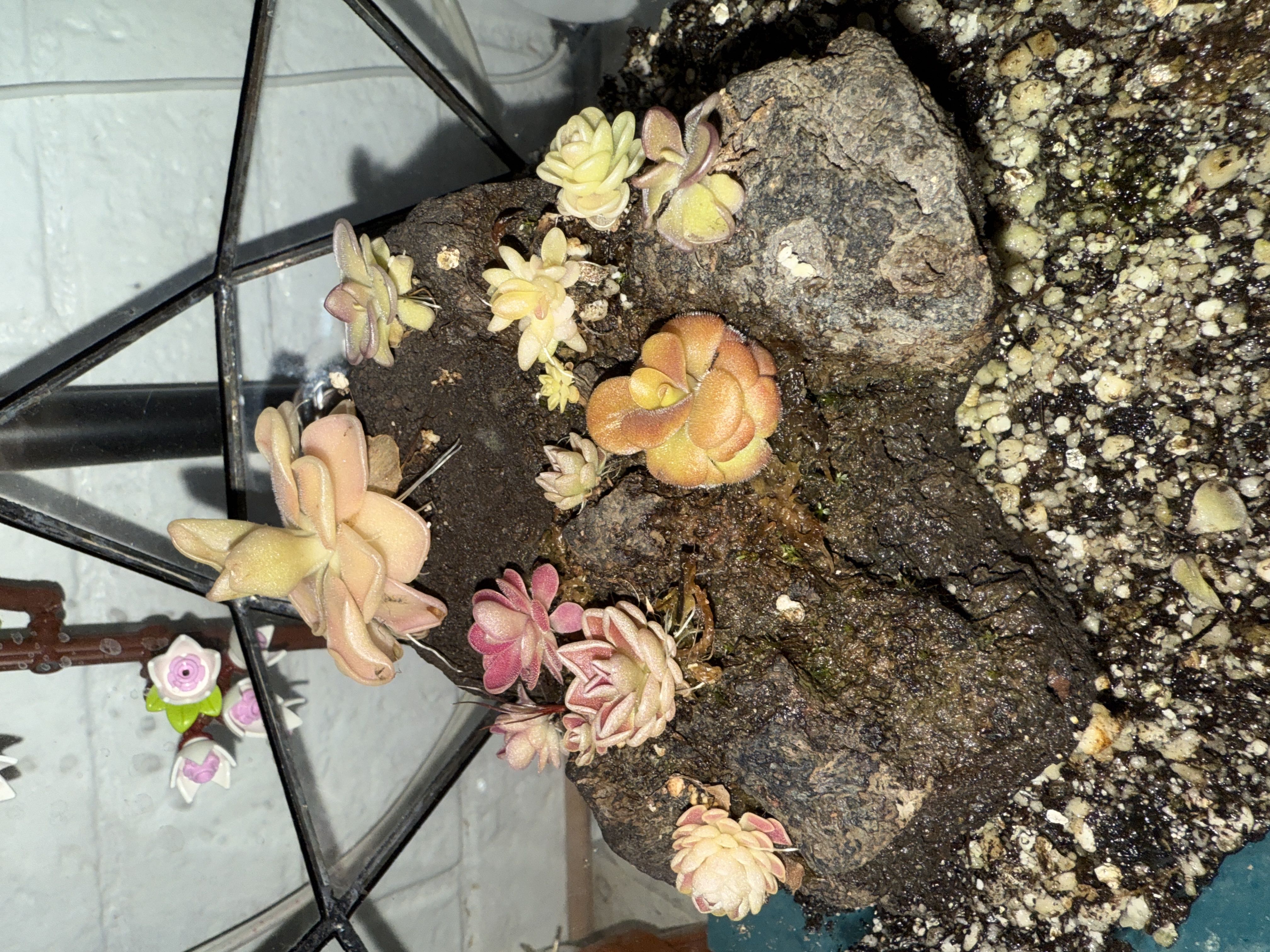 Photo of the plant species Butterwort by @Theclaudsterr named THE ROCK on Greg, the plant care app