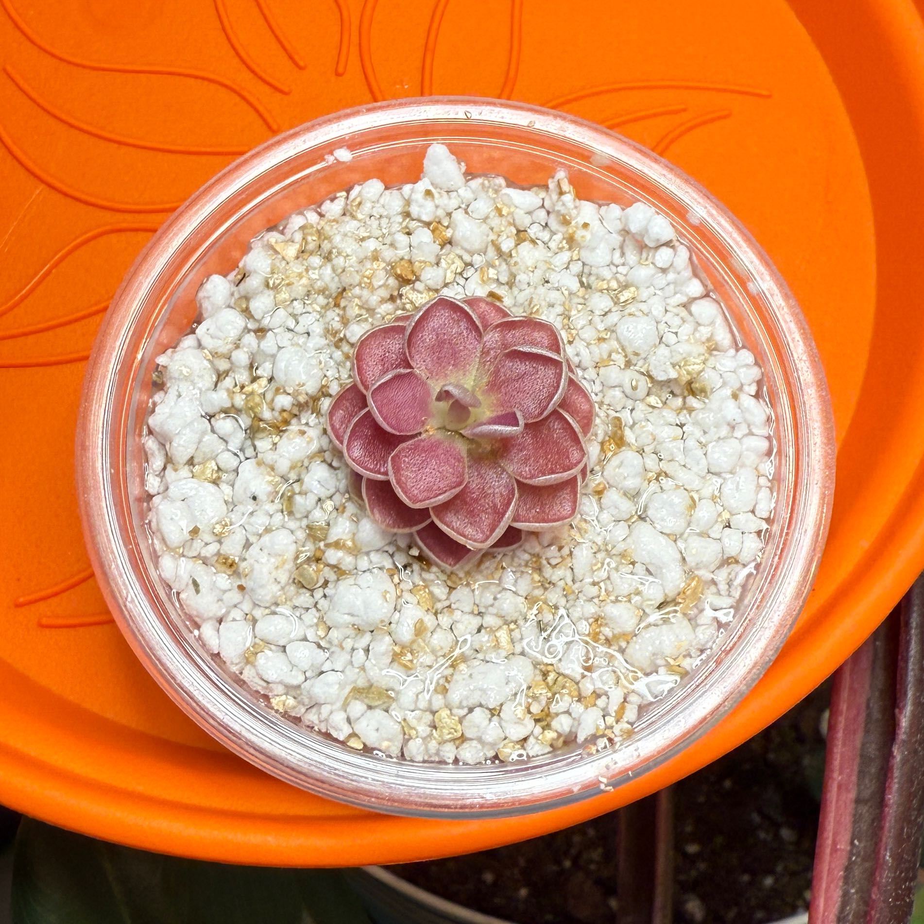 Photo of the plant species pingucula by @Theclaudsterr named Ethel on Greg, the plant care app