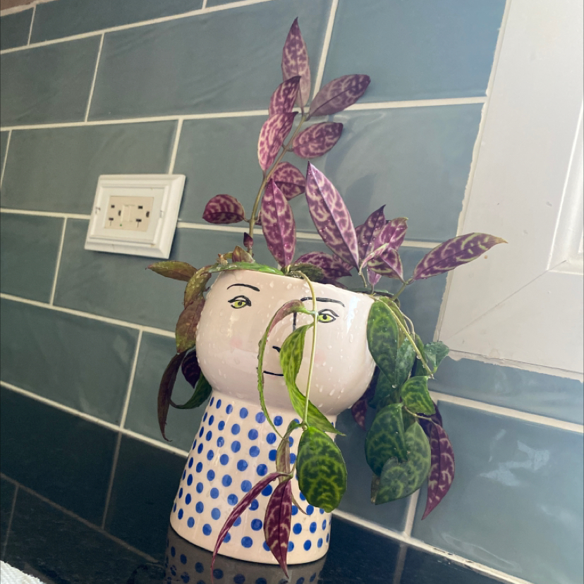 Variegated Lipstick Vine in a decorative pot with some wilting leaves.