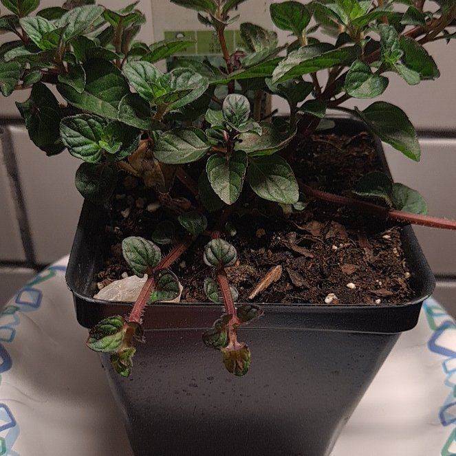 Photo of the plant species Berries and Cream Mint by @SavoryPineapple named Stella on Greg, the plant care app