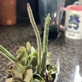 Photo of the plant species Paintbrush Flower by @ElatedMazeplant named Eva on Greg, the plant care app
