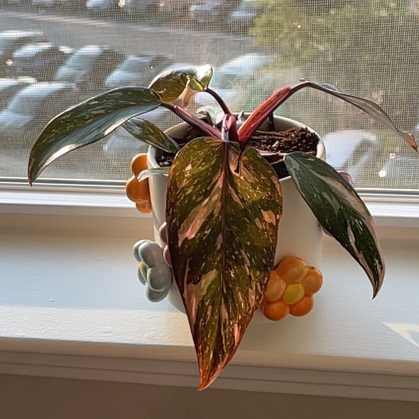 Photo of the plant species Marble Pink Princess Philodronden by @InvitingFern named Princess on Greg, the plant care app