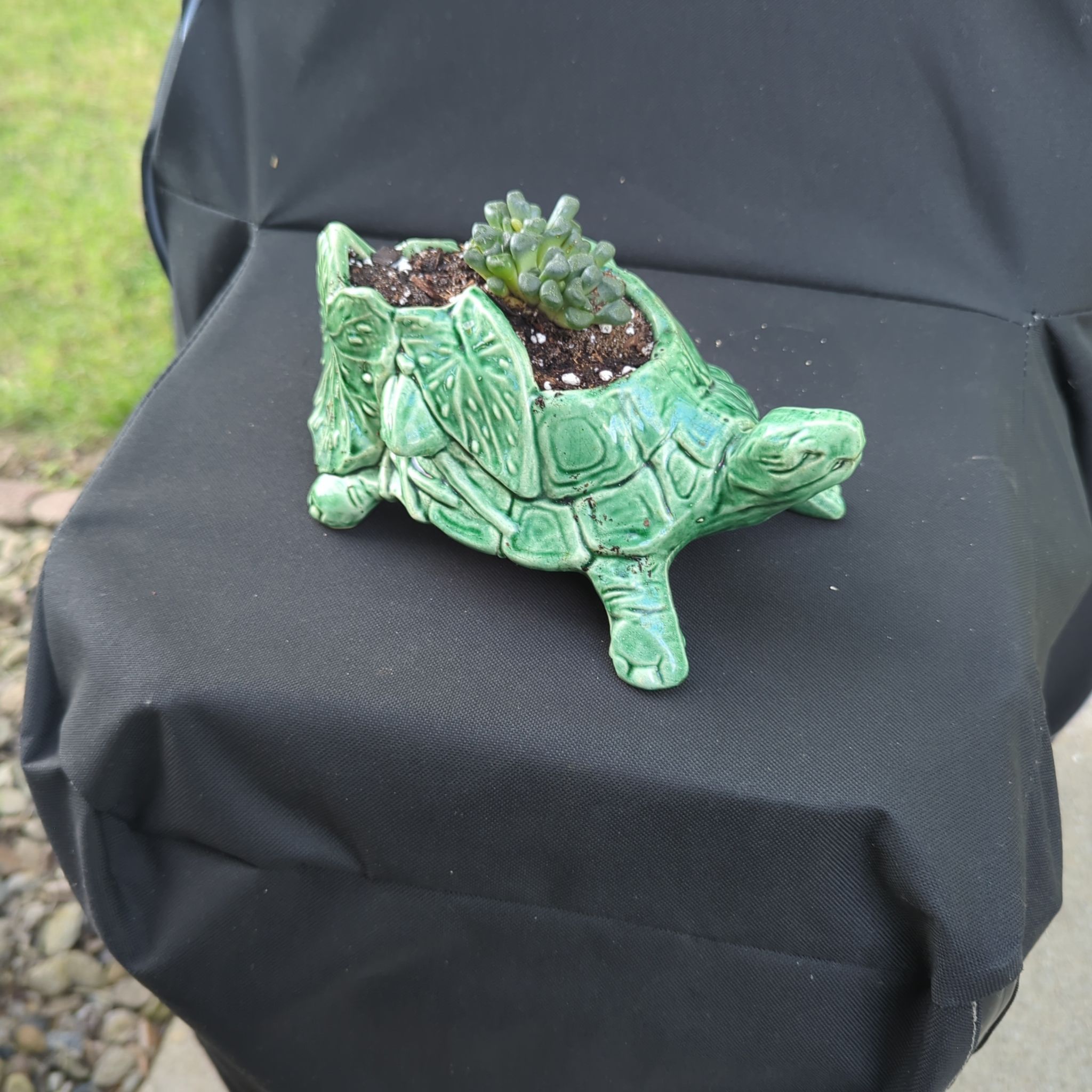 Photo of the plant species Aloinopsis schoonesii by @VipSilverbeech named Tilly  Turtle on Greg, the plant care app