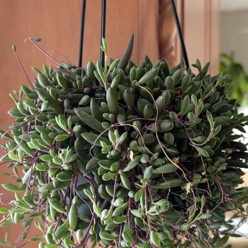 Photo of the plant species Senecio Purple Flush by @PlayfulSkyplant named Sherlock on Greg, the plant care app