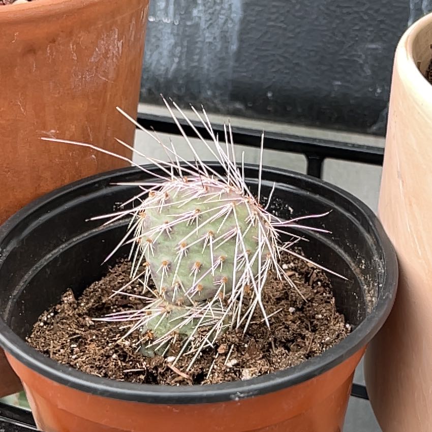 A young Navajo Bridge Prickly Pear cactus in a pot with visible soil.