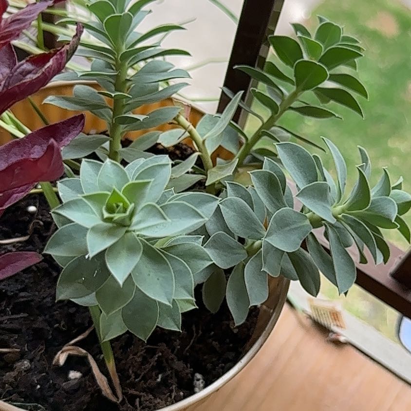 Potted Myrtle Spurge plant with healthy green leaves.