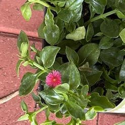 Baby Sun Rose plant