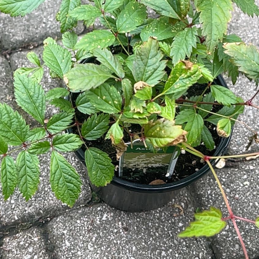 Photo of the plant species Astilbe rivularis by @BossCloudcactus named Denali on Greg, the plant care app