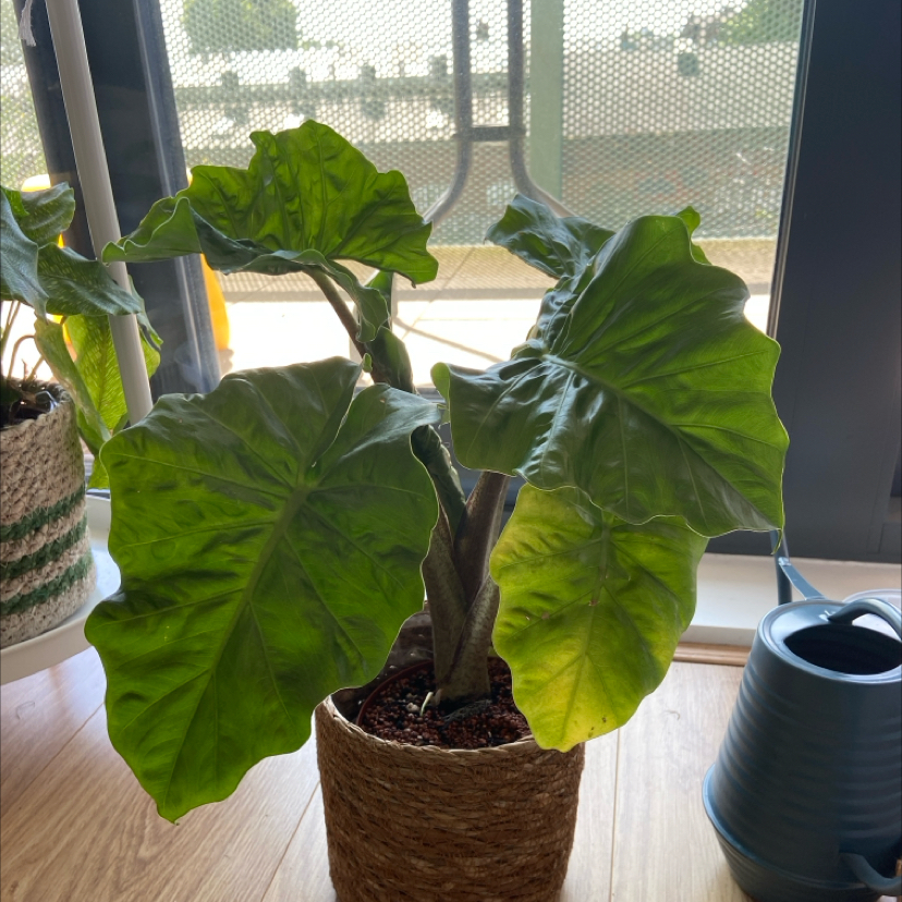 Alocasia 'Low Rider' plant in a woven pot near a window, appearing healthy with large green leaves.