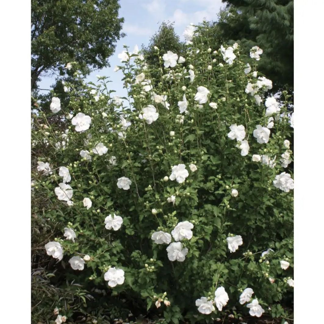 Photo of the plant species Hibiscus by @ruthmelody named Planty on Greg, the plant care app