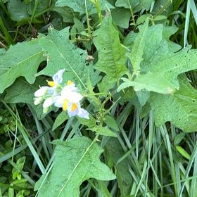 Photo of the plant species Carolina Horsenettle by @SavantAloevera named Plato on Greg, the plant care app