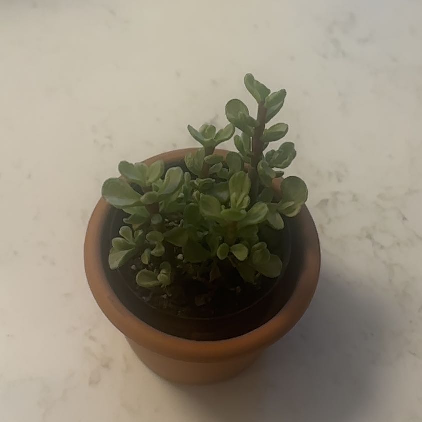 Photo of the plant species Portulacaria afra 'Snowfall' by @BuffSlenderrush named Gaga on Greg, the plant care app