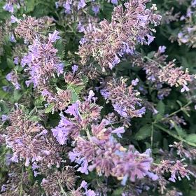 Photo of the plant species Lesser Calamint by @GratifiedPuriri named Mochi on Greg, the plant care app