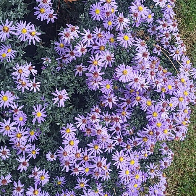 Photo of the plant species Garden Aster by @IdolCigarplant named Harry on Greg, the plant care app