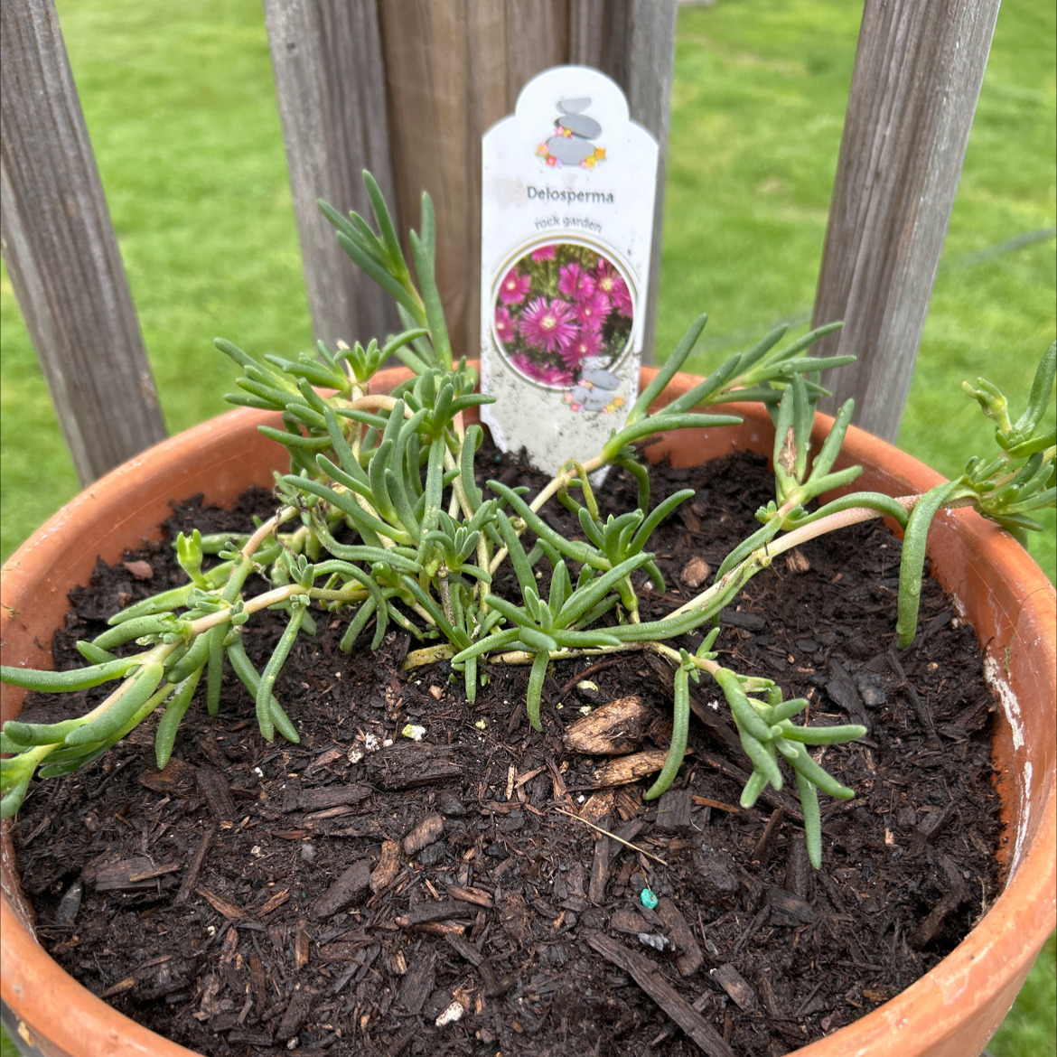 Photo of the plant species Iceplant by @ExuberantOkra named Muhammad Ali on Greg, the plant care app