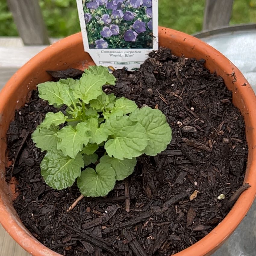 Photo of the plant species tussock bellflower by @ExuberantOkra named Kardashian on Greg, the plant care app