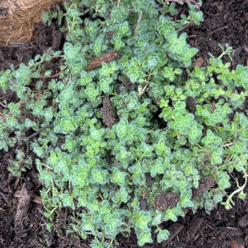 Photo of the plant species Woolly Thyme by @ExuberantOkra named Luna on Greg, the plant care app