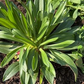 Photo of the plant species Great Thrift 'Ballerina Red' by @ExuberantOkra named Gates on Greg, the plant care app