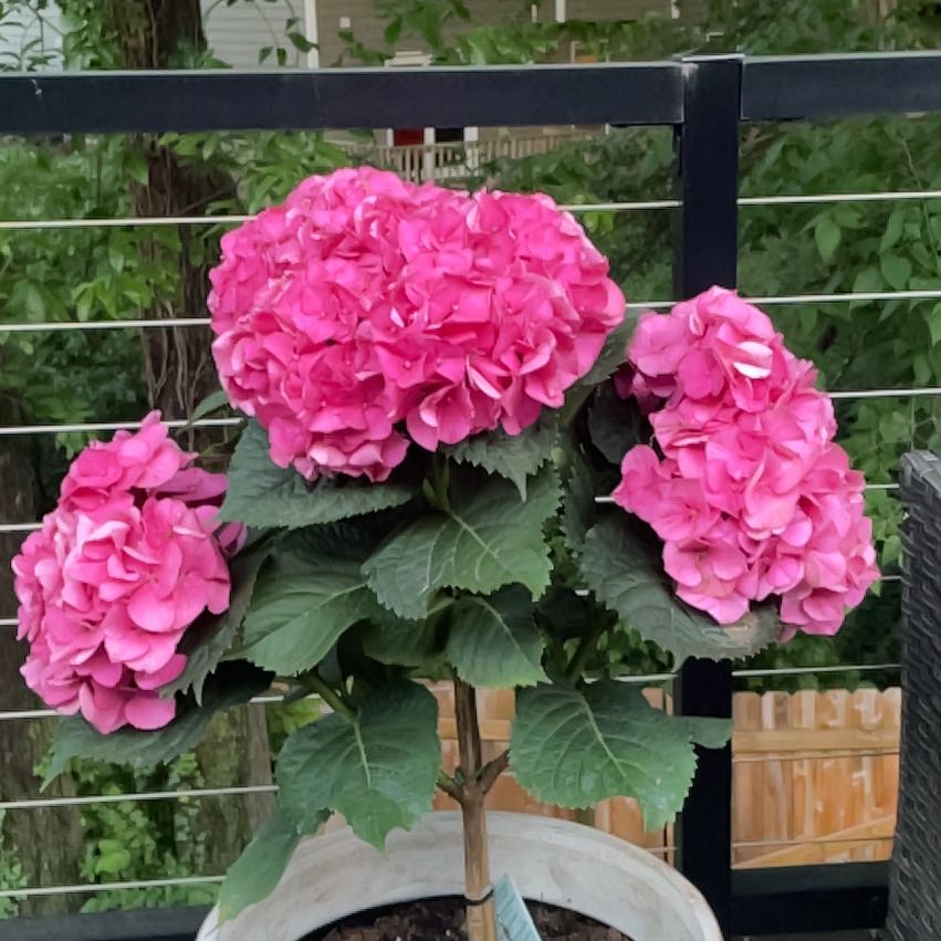 Hortensia