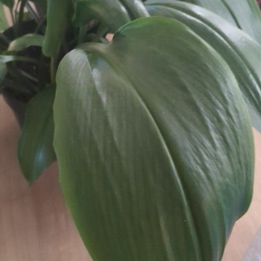 Photo of the plant species Amazon Lily by @DynamicWoreya named Sahara on Greg, the plant care app