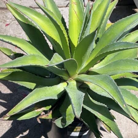 Photo of the plant species Agave Raksasa by @FieryLacefern named Nithin on Greg, the plant care app