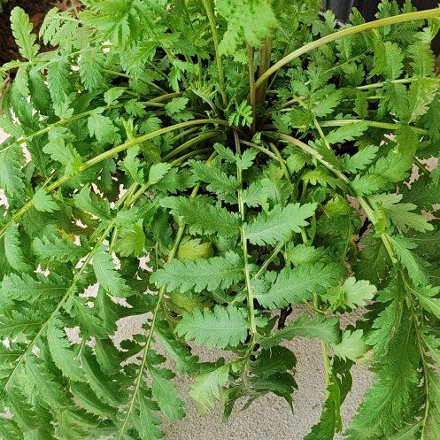 Photo of the plant species Corymbflower Tansy by @ProudBluepearl named Lebron on Greg, the plant care app