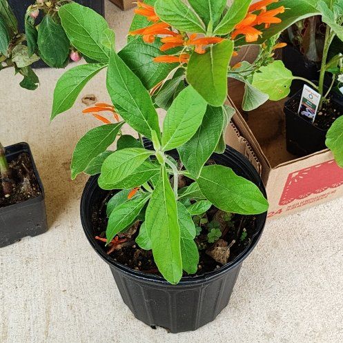 Photo of the plant species Italian Honeysuckle by @ProudBluepearl named Oscar on Greg, the plant care app