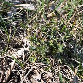 Photo of the plant species Alpine Heath by @YesThaisunrise named Tree Diddy on Greg, the plant care app