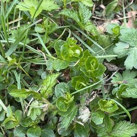 Photo of the plant species Bird's-Eye Speedwell by @YesThaisunrise named Gregarious on Greg, the plant care app