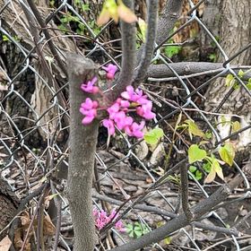 Photo of the plant species Mexican Redbud by @YesThaisunrise named Dax on Greg, the plant care app