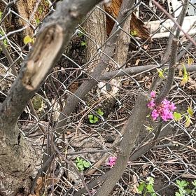 Photo of the plant species Judas Tree by @YesThaisunrise named Sproutacus on Greg, the plant care app