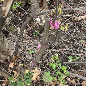 Photo of the plant species Paradise Plant by @YesThaisunrise named Demi on Greg, the plant care app