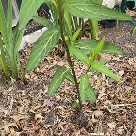 Photo of the plant species Asclepias Incarnata by @YesThaisunrise named Fernie Mac on Greg, the plant care app