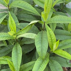 Photo of the plant species Golden Trumpet by @YesThaisunrise named Gobi on Greg, the plant care app