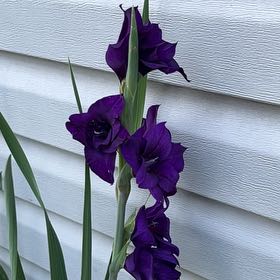 Photo of the plant species Gladiolus by @YesThaisunrise named Willow on Greg, the plant care app