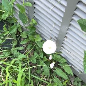 Photo of the plant species Appalachia False Bindweed by @YesThaisunrise named Austen on Greg, the plant care app
