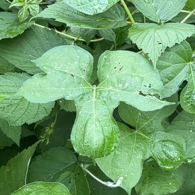 Photo of the plant species Ivyleaf Morning-Glory by @YesThaisunrise named Mochi on Greg, the plant care app
