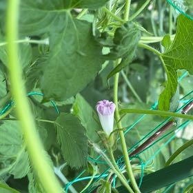 Photo of the plant species Ivyleaf Morning-Glory by @YesThaisunrise named Ulysses S Plant on Greg, the plant care app