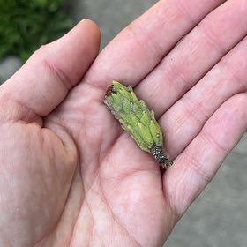 Photo of the plant species Tulip Poplar by @YesThaisunrise named Naomi on Greg, the plant care app