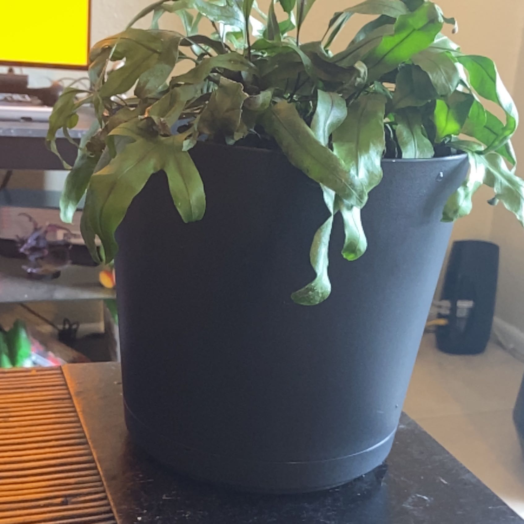 Photo of the plant species Monarch Fern by @PureCloudberry named Peter Parker on Greg, the plant care app