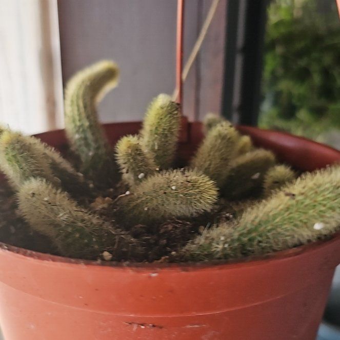 Plant care for Aurea on Greg, the plant care app